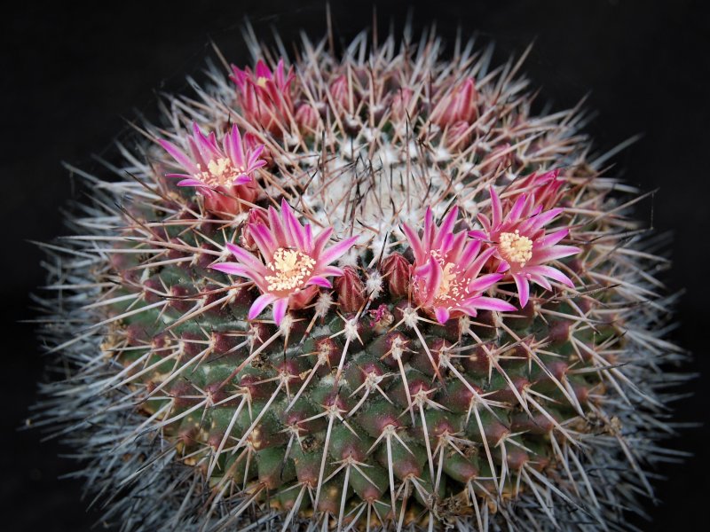 Mammillaria roseoalba REP 1010