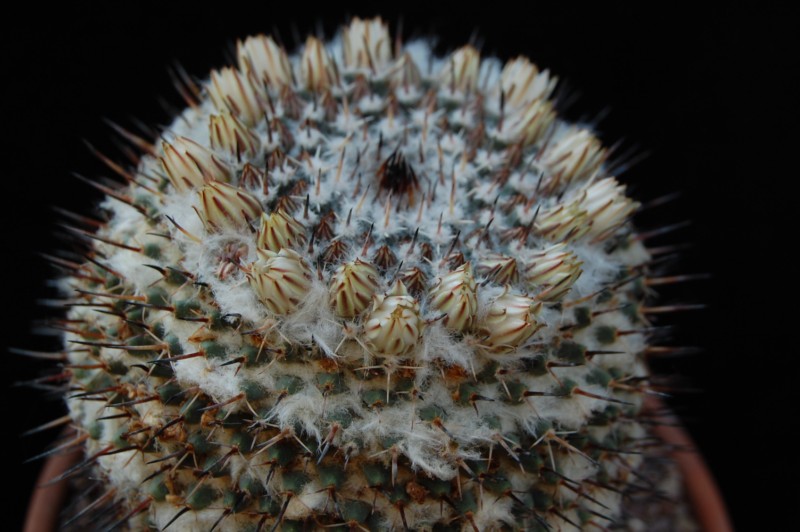 Mammillaria lloydii 