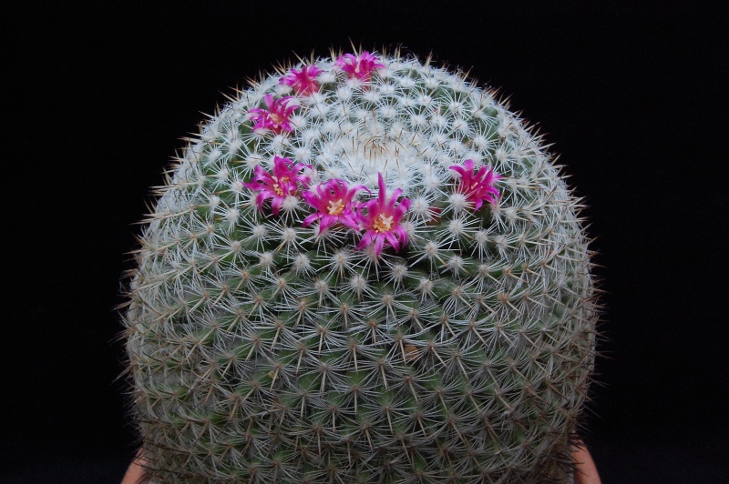 Mammillaria ignota P 324