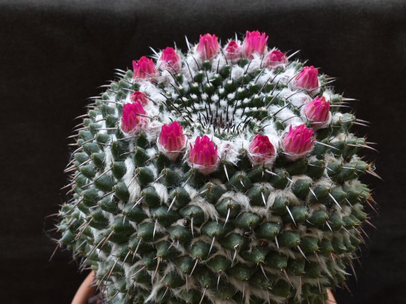 Mammillaria zuccariniana 