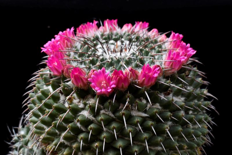 Mammillaria zuccariniana SB 214