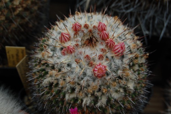 Mammillaria amajacensis 