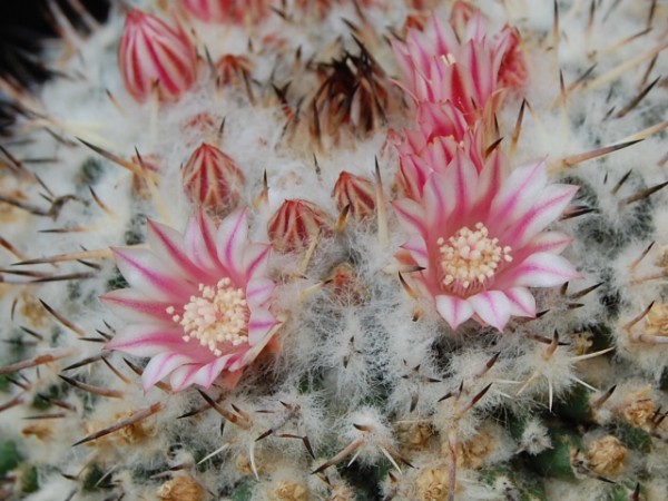 Mammillaria amajacensis 