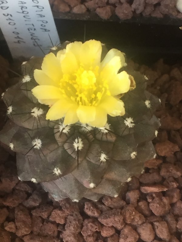 Copiapoa hypogaea v. barquitensis RD 510.014