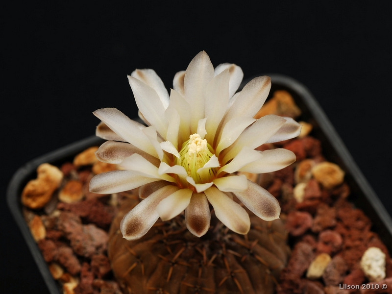 Gymnocalycium platygonum 