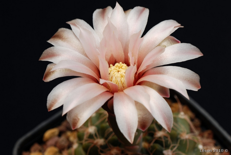 Gymnocalycium calochlorum 