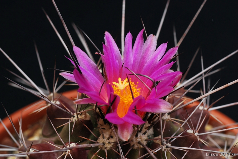 Thelocactus rinconensis ssp. freudenbergeri 