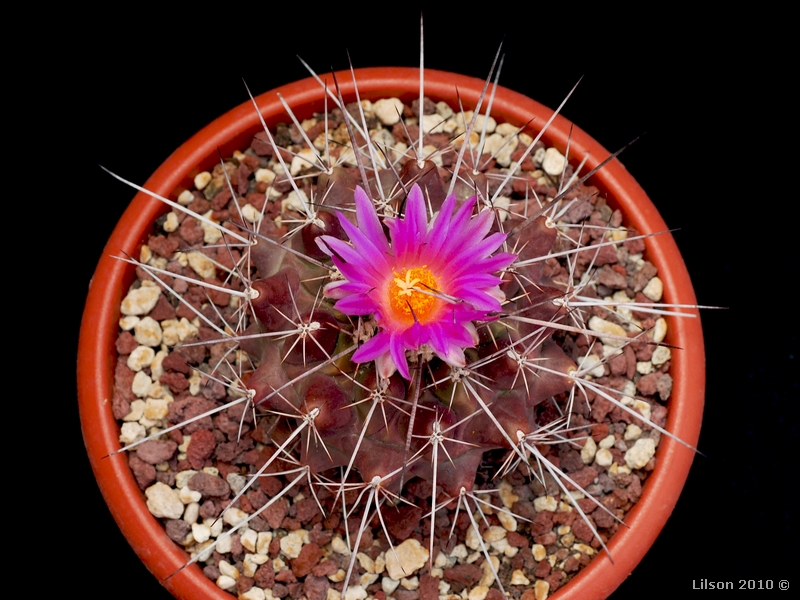 Thelocactus rinconensis ssp. freudenbergeri 