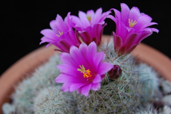 Mammillaria gueldemanniana 