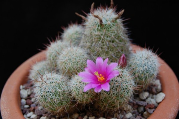 Mammillaria gueldemanniana 