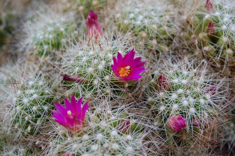 Mammillaria kraehenbuehlii 