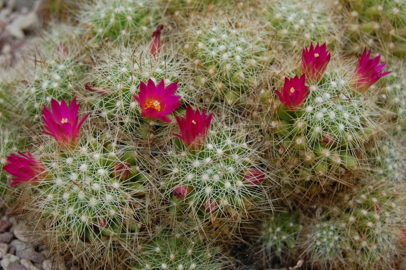 Mammillaria kraehenbuehlii 