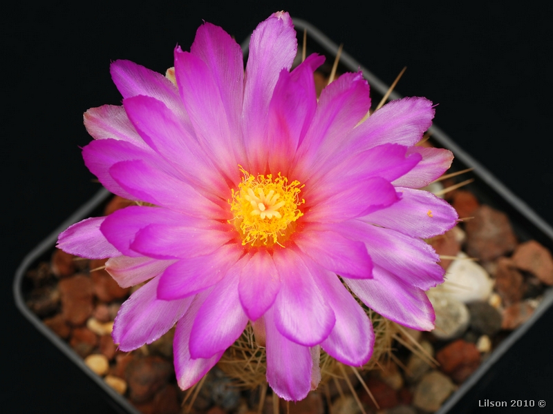 Thelocactus bicolor ssp. bolaensis 