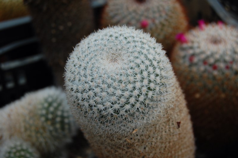 Mammillaria albilanata P 329