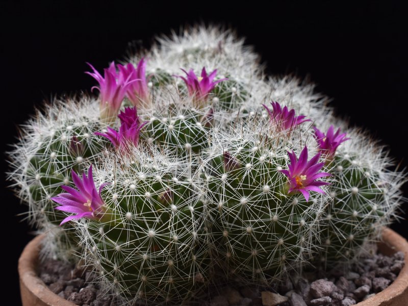 Mammillaria kraehenbuehlii 