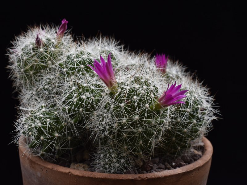 mammillaria kraehenbuehlii