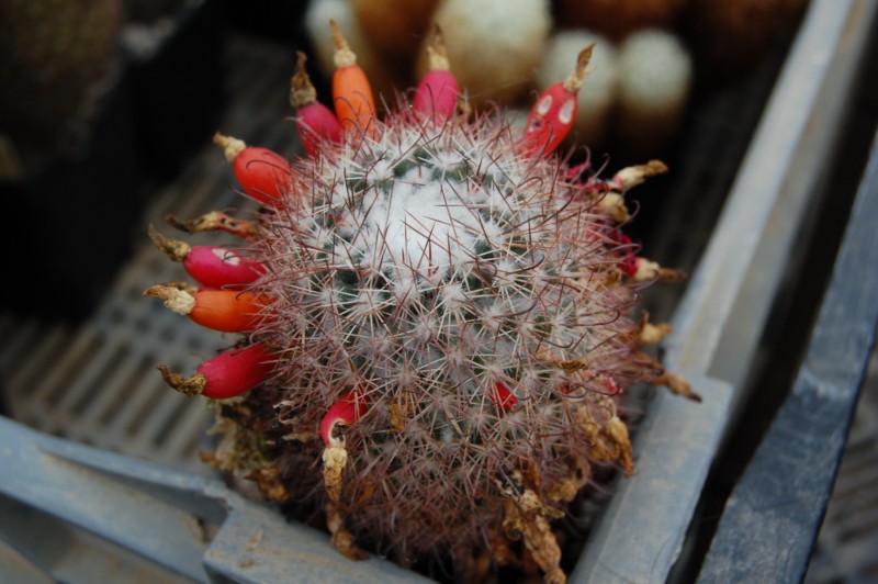 Mammillaria angelensis WM 9080