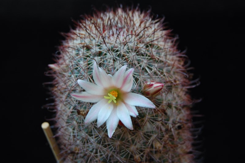 Mammillaria angelensis WM 9080