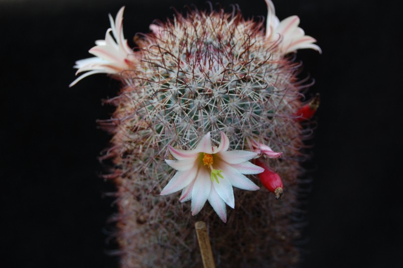 Mammillaria angelensis WM 9080