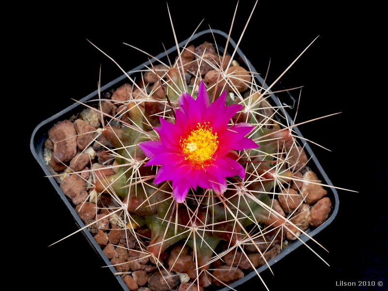 Thelocactus buekii 