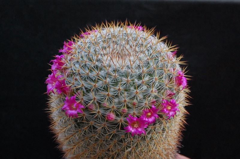 Mammillaria haageana ssp. acultzingensis 