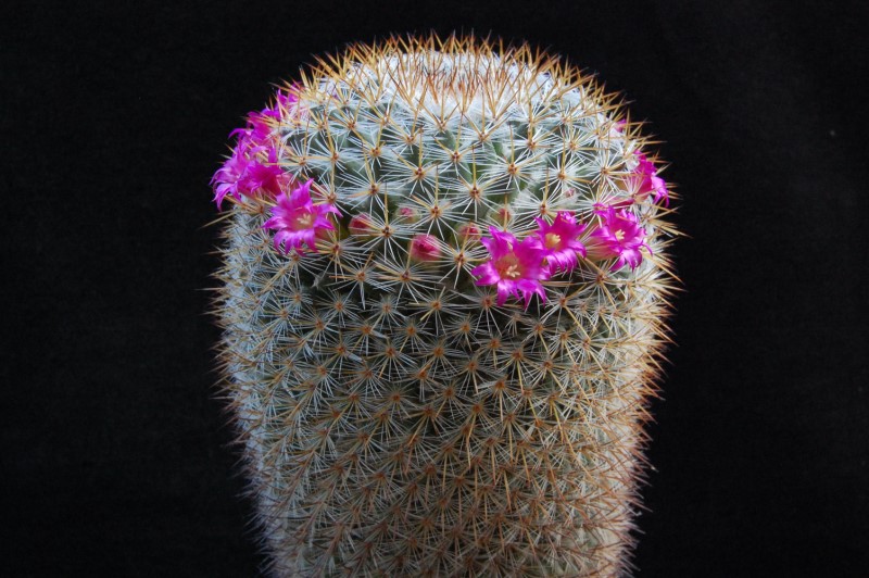 Mammillaria haageana ssp. acultzingensis 