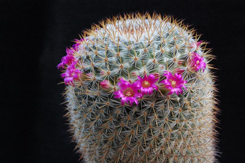 Mammillaria haageana ssp. acultzingensis 