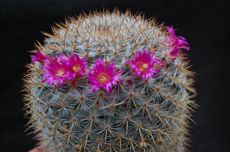 Mammillaria haageana ssp. acultzingensis 