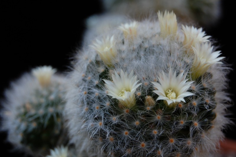 Mammillaria albicoma 