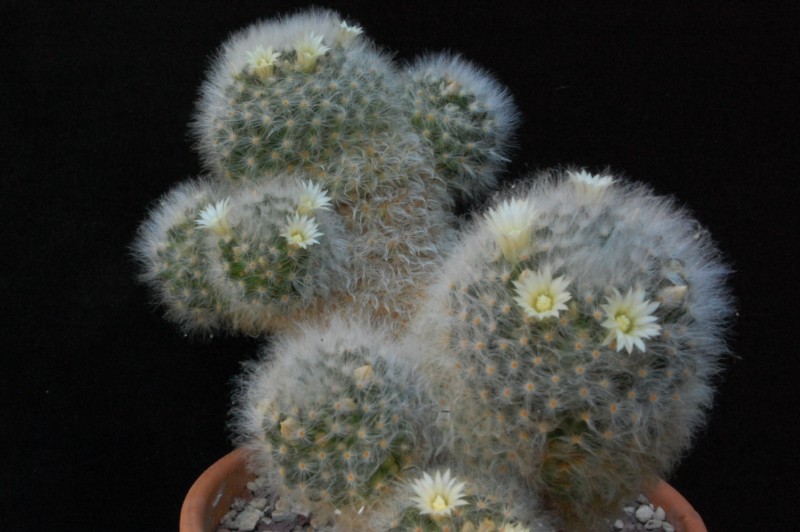 Mammillaria albicoma 