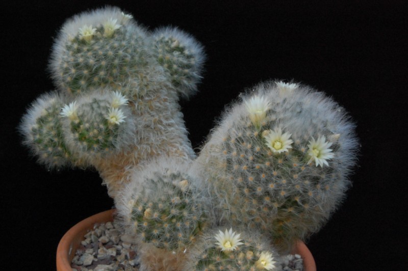 Mammillaria albicoma 