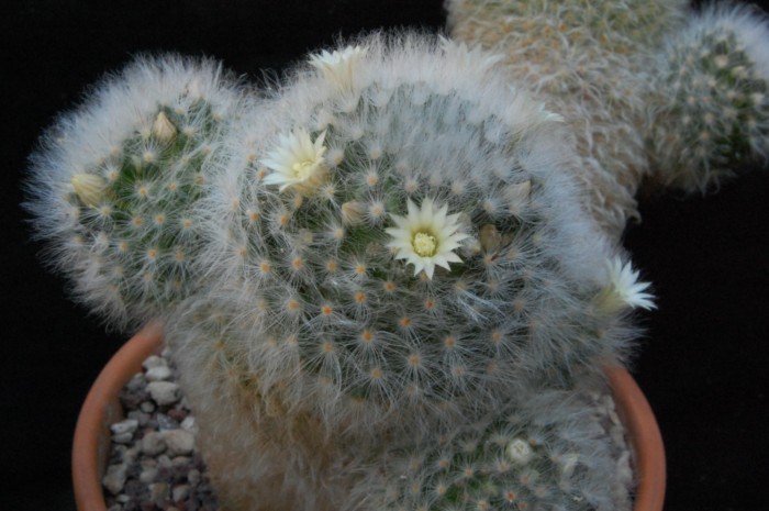 Mammillaria albicoma 