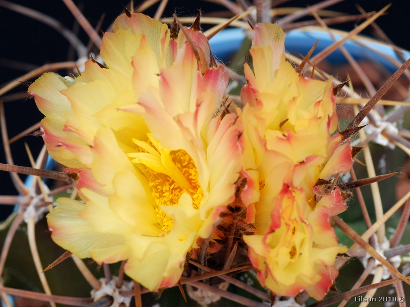 Astrophytum ornatum 