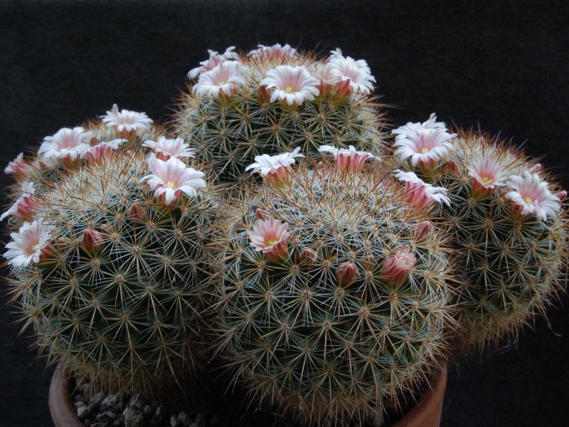 Mammillaria discolor v. ochoterenae FO 108