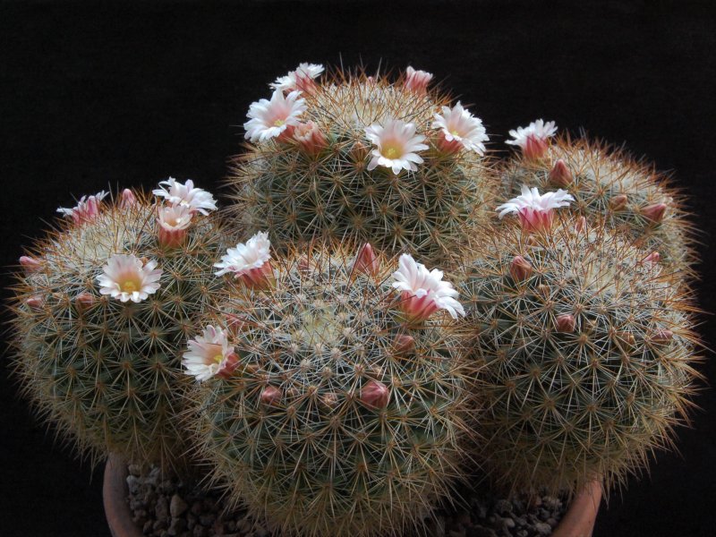 Mammillaria discolor v. ochoterenae FO 108