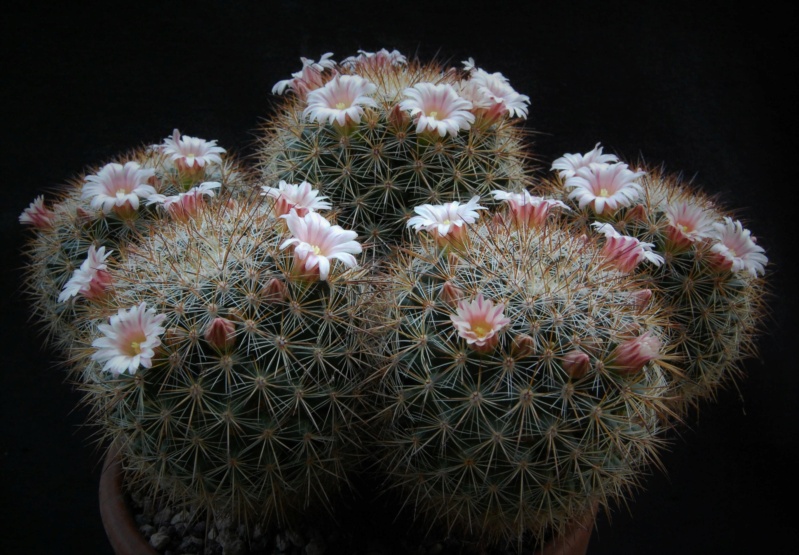 Mammillaria discolor ssp. ochoterenae FO 108