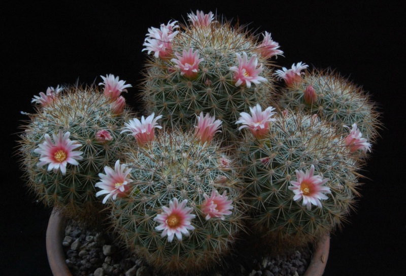 Mammillaria discolor ssp. ochoterenae FO 108
