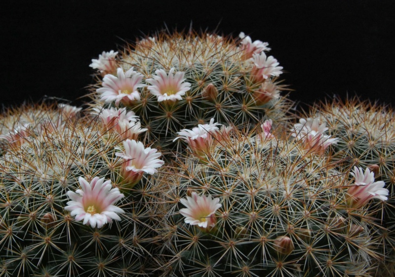 Mammillaria discolor ssp. ochoterenae FO 108
