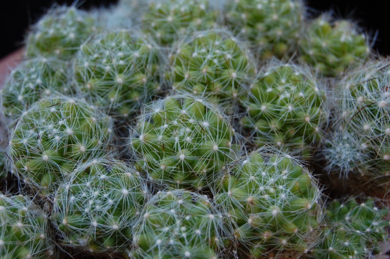 Mammillaria alpina 