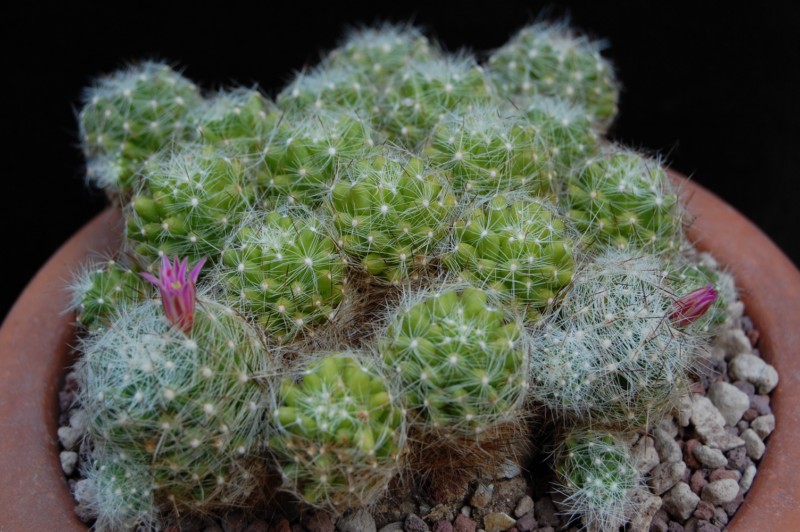 Mammillaria alpina 