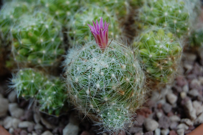 Mammillaria alpina 