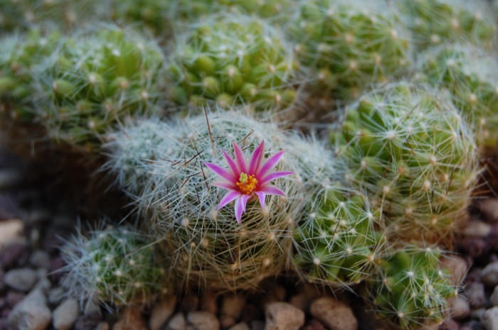 Mammillaria kraehenbuehlii 