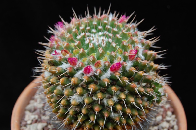 Mammillaria vallensis v. brevispina 