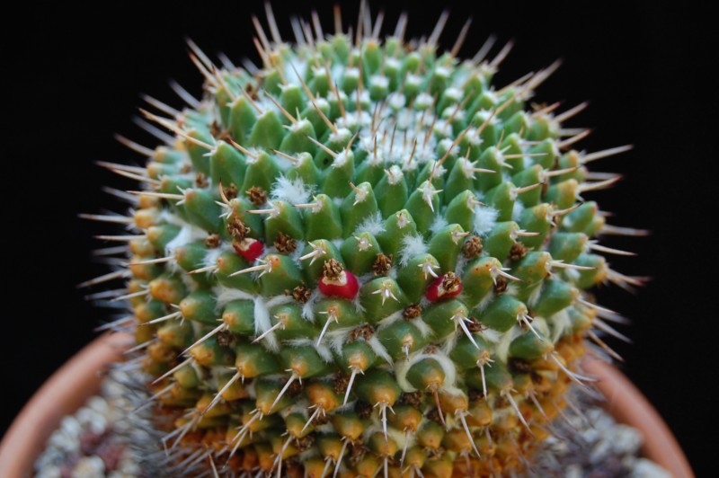 Mammillaria vallensis v. brevispina 