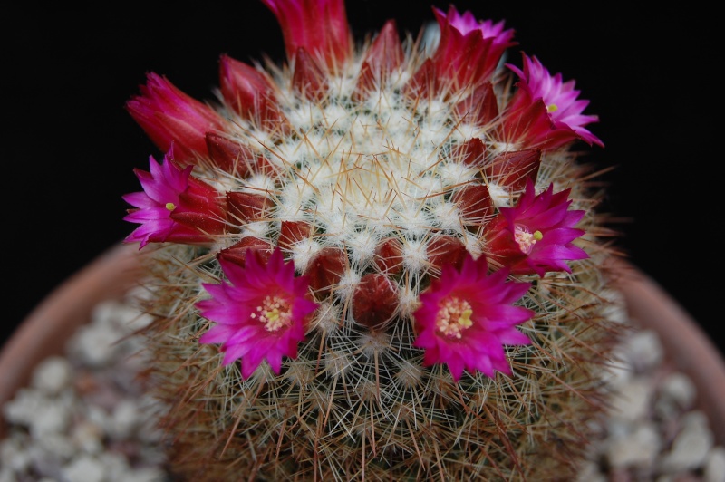 Mammillaria nunezii 