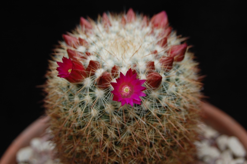 Mammillaria nunezii 