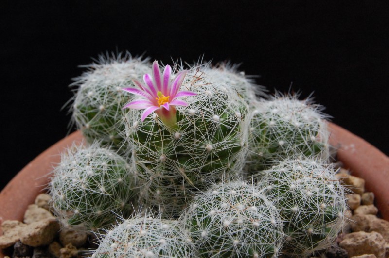 Mammillaria alpina 