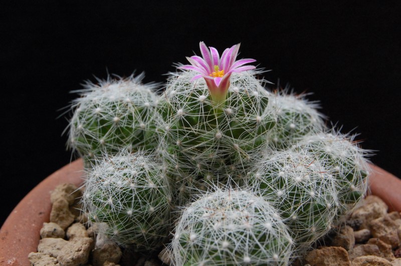 Mammillaria alpina 