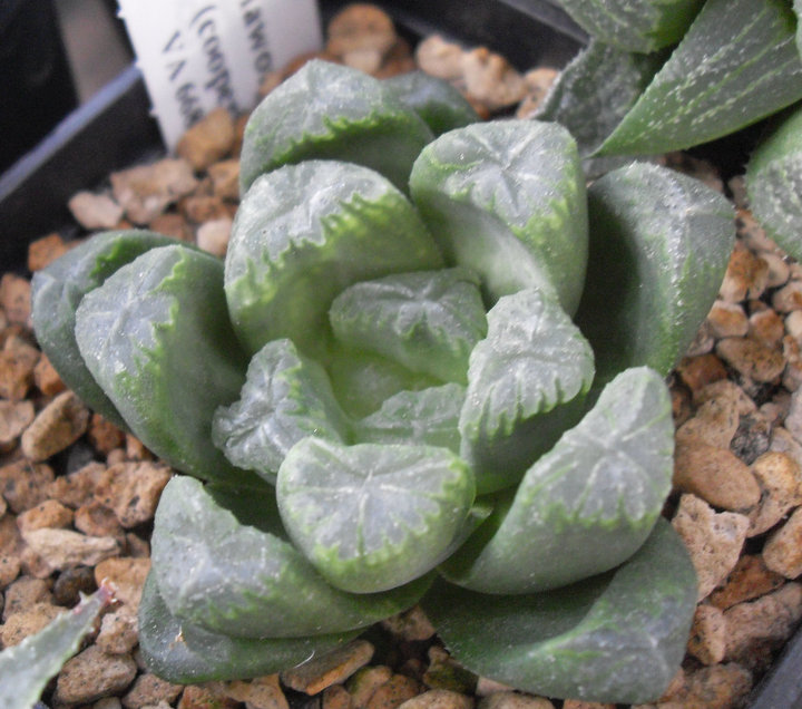 haworthia cv. francoise