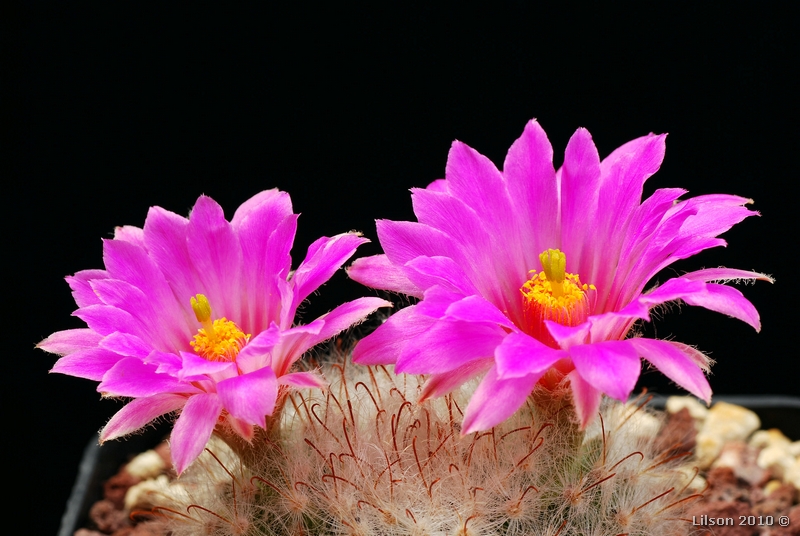 Mammillaria guelzowiana 